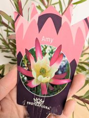 リューカデンドロン　エイミー　5号鉢　庭植え　ドライフラワー