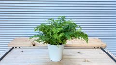 【観葉植物】アジアンタム　5号鉢