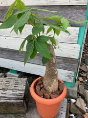 パキラ 観葉植物 A6 現物販売 インテリア 室内