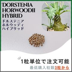 【種子】ドルステニア ホルウッディ ハイブリッド /セット割あり 数量3粒から