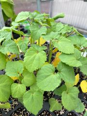 オクラ苗　おくら　夏野菜　畑　ガーデニング　家庭菜園