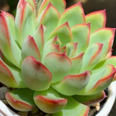 ☆超レア美苗！☆ザラゴーサSPノバ（子株付き）多肉植物（土
