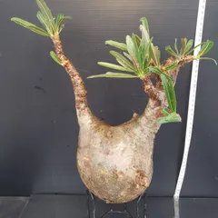 2025年最新】グラキリス ベアルートの人気アイテム - メルカリ