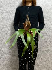 ▽P.willinckii Wild East Java▽ B33 ウィリンキー　ワイルド　ジャワ【PLANET】ビカクシダ