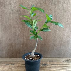バオバブ ディギタータ ⑧ 現品 Adansonia digitata アオイ科 バオバブ属　観葉植物 観葉 植物 珍奇植物 珍奇 珍しい レア 希少 インテリア プレゼント おしゃれ かわいい リビング  グリーン アートプランツ　結婚祝い 新築祝い