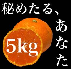 【5kg】中生みかん