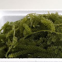 ✴︎生産者直送✴︎ 生海ぶどう　茎付き　500g