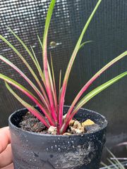 【ネコポス】 チランジア キアネア メディオピクタ Tillandsia cyanea ‘medio-picta’ キンクマ農園☆T0132