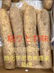 北海道産　栽培期間中無化学肥料無農薬長芋4kg入