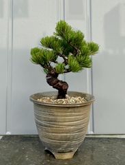 ミキナシサバルヤシ No.1 - メルカリ