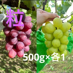 2025年最新】天山 ぶどうの人気アイテム - メルカリ