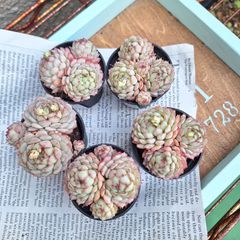 ☆グロブローサ☆多肉植物