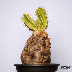 F9 ユーフォルビア ムランジーナ ダブルヘッド 発根済 現地株