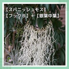 【スパニッシュモス専用フックB】＋【銀葉中葉スパニッシュモス】 チランジア　ウスネオイデス エアプランツ ハンガー