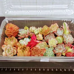 020802多肉植物カット苗★２０株以上