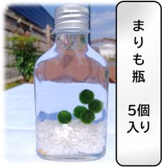 【まりも瓶　まりも5個入り】ガラス瓶　置物　癒し