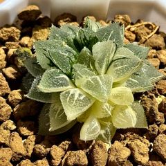 多肉植物　観葉植物　ハオルチア　ハオルシア　新氷砂糖錦群生　極上斑　60207