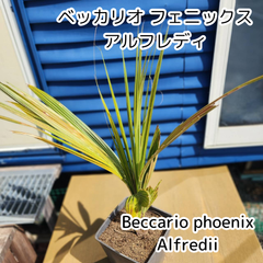 【超レアヤシ】【鉢ごと発送】ベッカリオフェニックスアルフレディ　Beccariophoenix alfredii 2025-3-14-bpa1