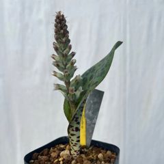 ラケナリアsp.(JAA639 3952)