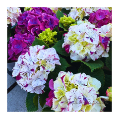 【花芽なし】アジサイ：寿（パープル）（４号鉢）新品種　３色咲きアジサイ　希少　紫陽花　ハイドランジア　母の日　ギフト　鉢花