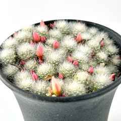 【多肉植物】サボテン・レブチア　白雪姫