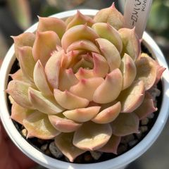 人気品種！★オウンスロー 多肉植物（抜き苗）自家繁殖 国産
