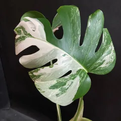【綺麗な斑入り！】モンステラ  ホワイトタイガー  #259  / 斑入り 観葉植物