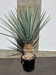 ユッカ マルデヌベス ロストラータ 太株 - メルカリ