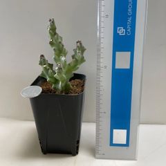 多肉植物　カラルマソコトラナム(レア)  抜き苗　根付き