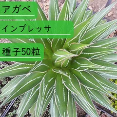 2025年最新】アガベ インプレッサの人気アイテム - メルカリ