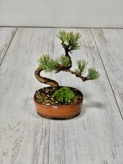 五葉松　小品盆栽　ミニ盆栽　ごようまつ