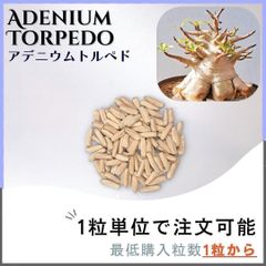 【種子】アデニウム トルペド / セット割あり 数量1粒から購入OK