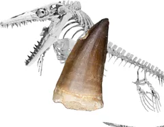 まるで獣脚類のようなモササウルスの巨大歯　約70mm まるで獣脚類のようなモササウルスの巨大歯約70mm