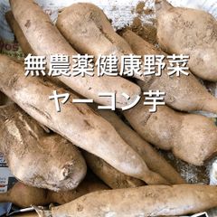 栽培期間農薬不使用　健康野菜・ヤーコン芋