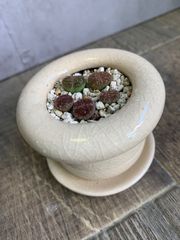リトープス　インテリア　多肉　多肉植物