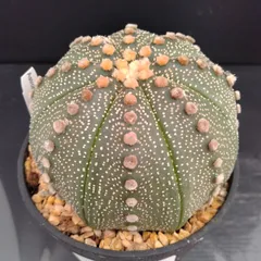 2025年最新】スーパー兜の人気アイテム - メルカリ