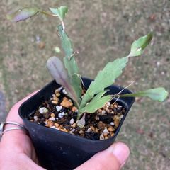 レピスミウム　ホーレティアナム　抜き苗　多肉植物　モフ多肉　リプサリス