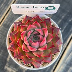 Succulent Factory - メルカリShops