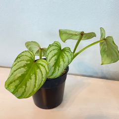 【ツヤツヤ可愛い】　フィロデンドロン　マーメイシルバー　philodendron mamei silver