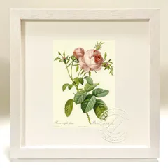 版画 絵画 ロサ・ケンティフォリア・フォリアケア ルドゥーテ ボタニカル 薔薇 バラ インテリア 額入り 額装込 風景画 油絵 ポスター アート アートパネル リビング 玄関 プレゼント モダン アートフレーム 飾る Sサイズ おしゃれ 壁掛け 絵のサムネイル