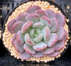 【SALE】ピンクジェニー　韓国苗　多肉植物