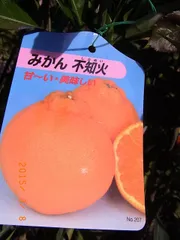 2025年最新】ポンカンの人気アイテム - メルカリ