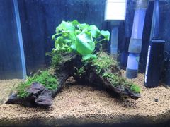 304．流木付き水草 アヌビアスナナ 南米ウィローモス