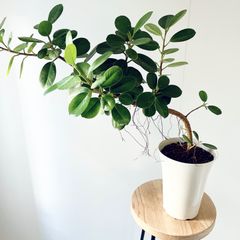 Mサイズ 観葉植物 Mサイズ 観葉植物