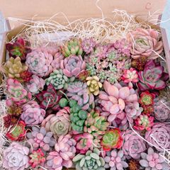 多肉植物 寄せ植え用 大盛りset♡C