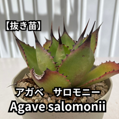 【抜き苗】アガベ　サロモニー　Agave salomonii　2024-6-15-as6
