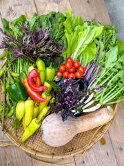 無農薬 野菜セット 80サイズ おすすめ野菜　有機　オーガニック