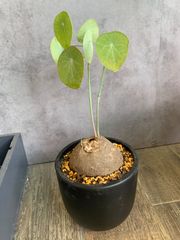 ステファニア　エレクタ　塊根　塊根植物　コーデックス　maceta