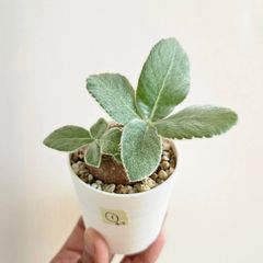 ①《Sinningia Leucotricha》シンニギア・レウコトリカ 断崖の女王 塊根植物 コーデックス