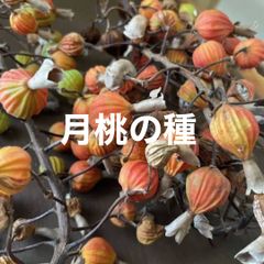 月桃の種　200粒以上　★育て方用紙付き！　★ドライフラワー